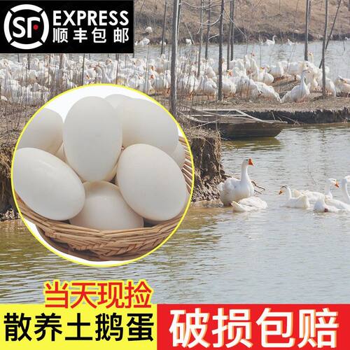 山东新鲜散养鹅蛋来自农家散养土鹅蛋正宗特产现捡大个生鹅蛋精品
