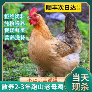 老母鸡土鸡新鲜现杀农家散养跑山鸡整只正宗走地鸡草鸡笨鸡月子鸡
