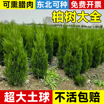 柏树树苗松柏塔柏侧柏龙柏扁柏坟地陵园K风水熏肉庭院园林绿化工