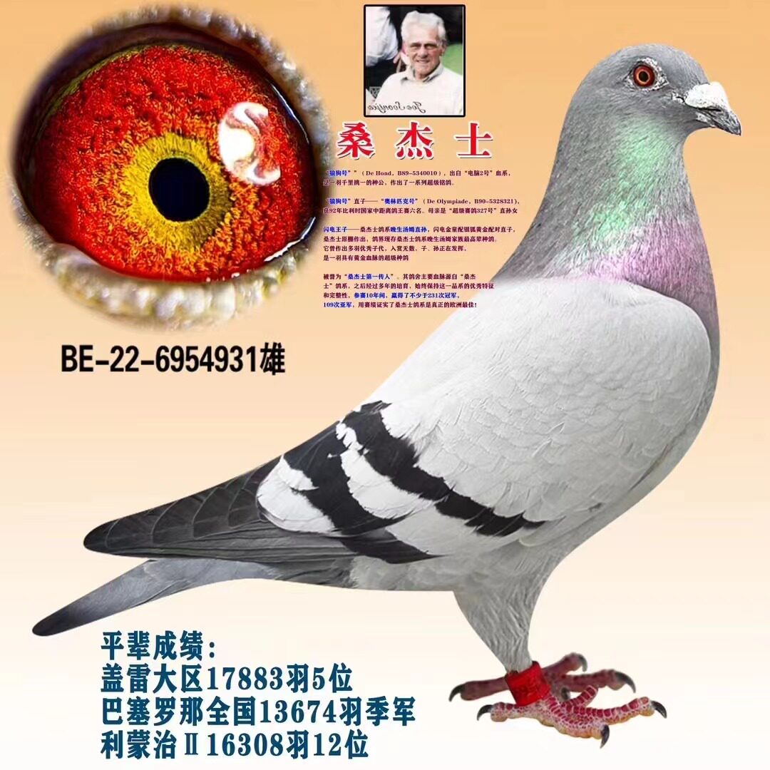 成绩鸽公棚血统鸽比利时圆环天落鸟詹森成绩鸽高级种鸽信鸽大鼻子