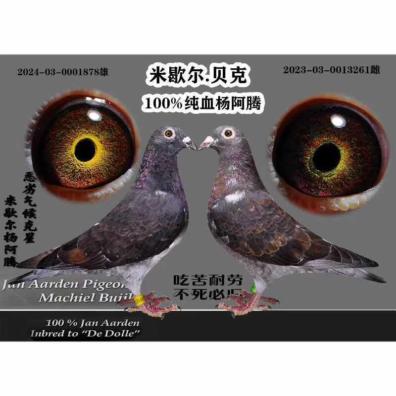 成绩鸽公棚血统鸽比利时圆环天落鸟詹森成绩鸽高级种鸽信鸽大鼻子