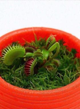 Flower pots flowers plants fly-repelling herbs hydroponics