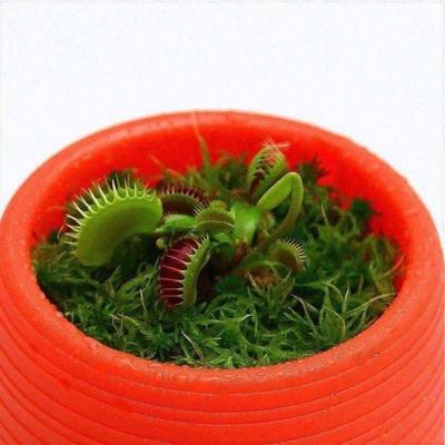 Flower pots flowers plants fly-repelling herbs hydroponics