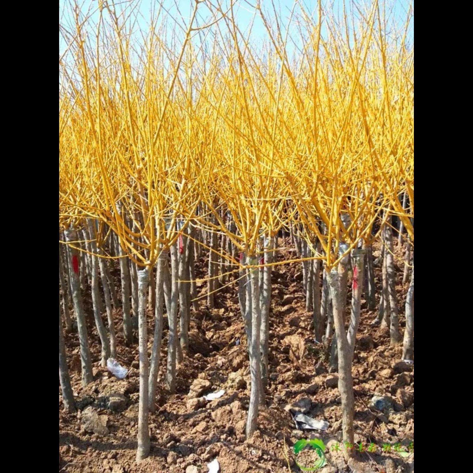 国槐树苗大树国槐小苗黄金槐垂槐龙爪槐刺槐树庭院行道工程绿化苗