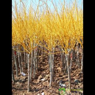 国槐树苗大树国槐小苗黄金槐垂槐龙爪槐刺槐树庭院行道工程绿化苗