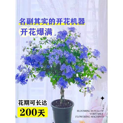 棒棒糖蓝雪花盆栽大苗耐热耐寒