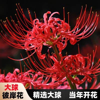 彼岸花种球曼珠沙华大种球