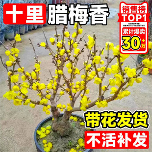 腊梅花树苗盆栽丛生地载庭院风景树耐寒红梅矮化老桩原生素心蜡梅