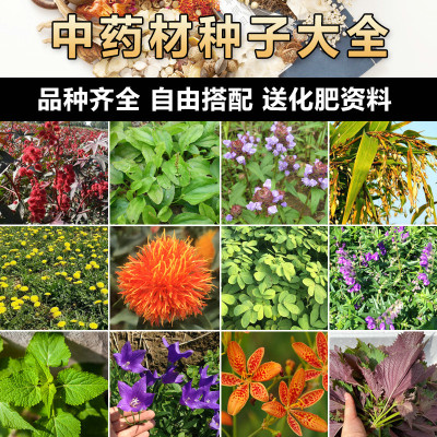 夏季开花药材种子抗寒抗旱易种