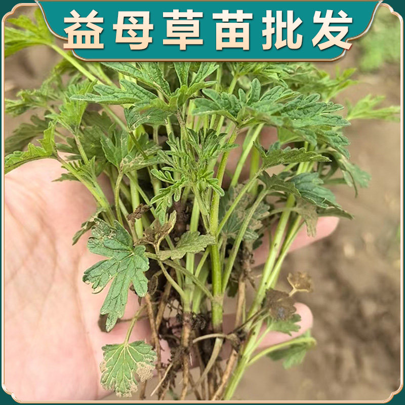 新鲜现挖益母草苗红花可盆栽带根月子草云母草苗白花益母草苗