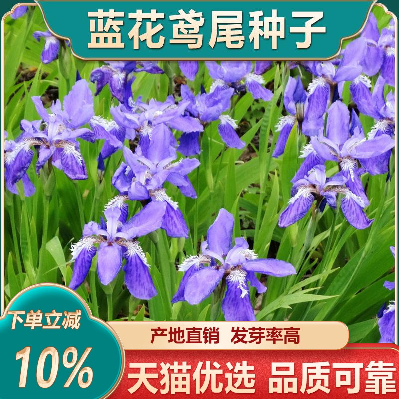 蓝花鸢尾种子鸢尾花扁担花种子紫蝴蝶绿化耐湿耐阴宿根多年生抗旱