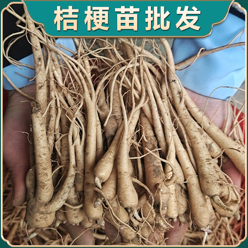 桔梗苗新鲜桔梗名贵药材苗中药材种植苗百合枸杞金银花玉竹批发