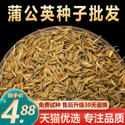 夏季蒲公英种籽药食同源多年生