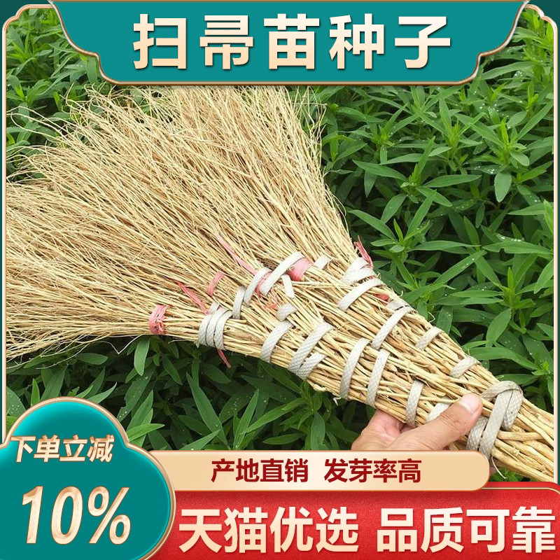 中药材地肤子种子扫帚草籽扫帚菜籽苗盆栽观赏食用蔬菜种孑地麦菜