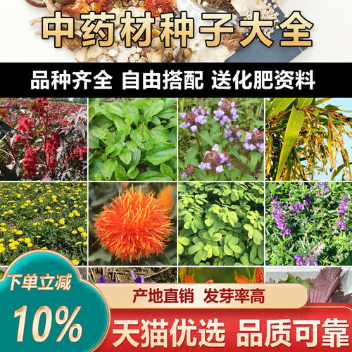 名贵药材种子中草药薄荷藿香黄芪苍术枸杞籽种子春四季药材种植苗