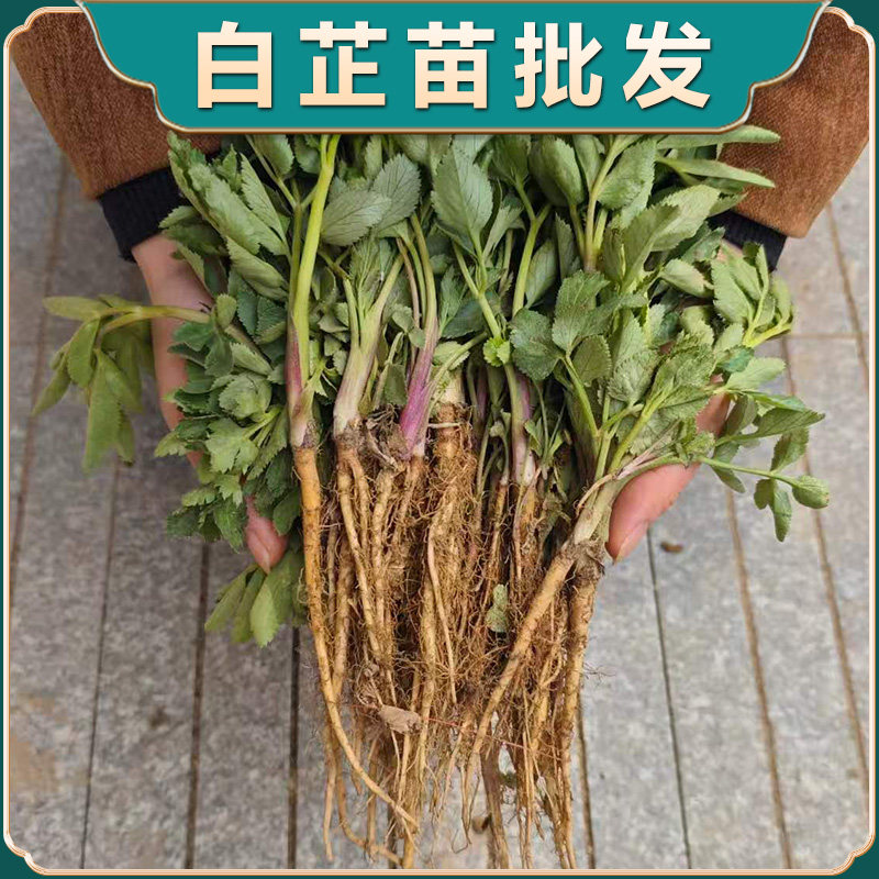白芷苗新鲜现挖白芷中药材种苗可做香料炖肉调料草果肉蔻白芷