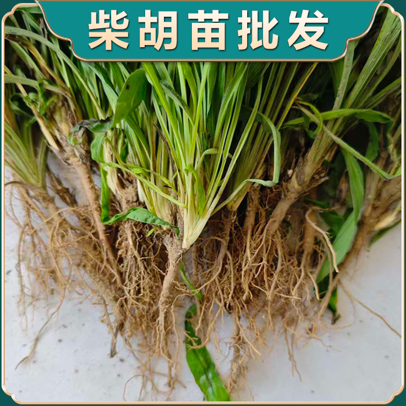 名贵中药材苗柴胡苗基地现挖苗百草园种植学生实验观察易活好管理