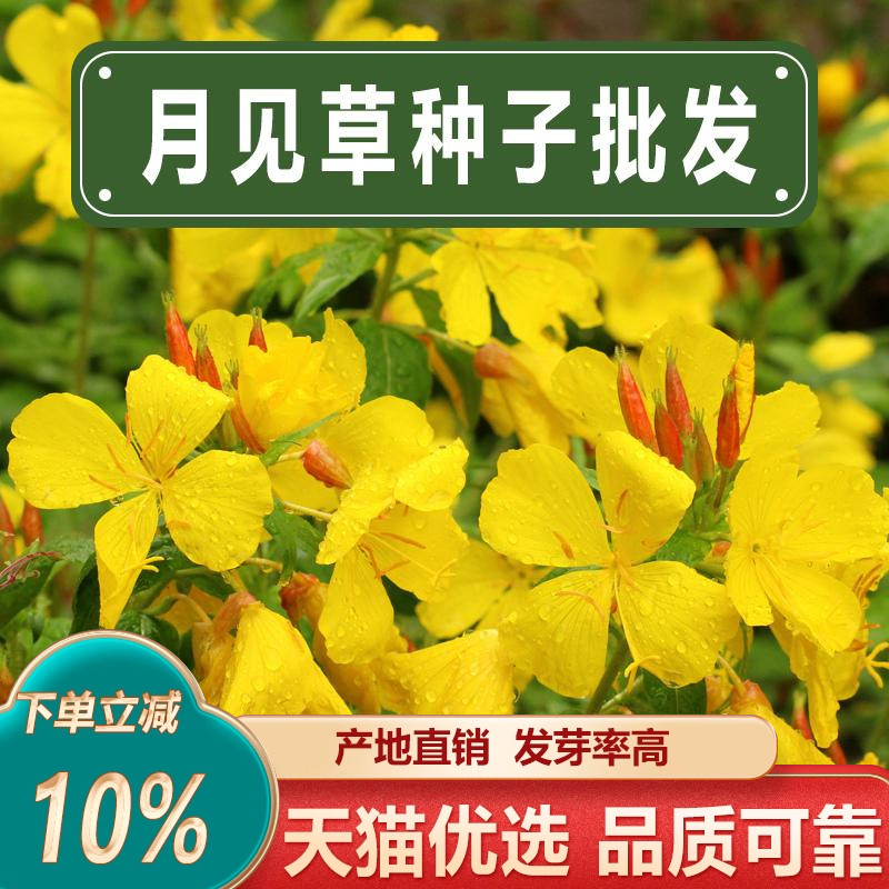 黄花月见草种子驱蚊草耐旱耐盐碱香味盆栽晚樱草易种活草本植物