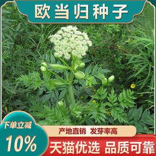 中药材当归种子欧当归种籽药用当归种植苗黄芪党参枸杞种孑