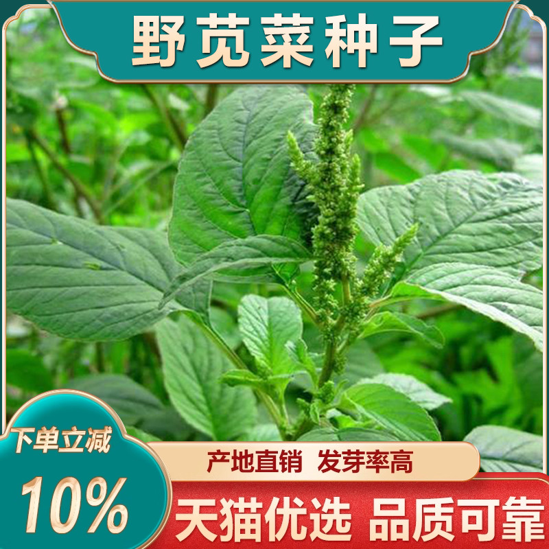 野苋菜籽苋菜种籽大叶苋菜种子苋菜种孑绿苋菜老品种大圆叶野菜