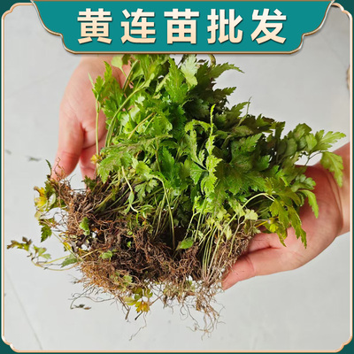 鸡爪黄连苗中药材百草药园学生研学观察新鲜带须根现挖苗易成活