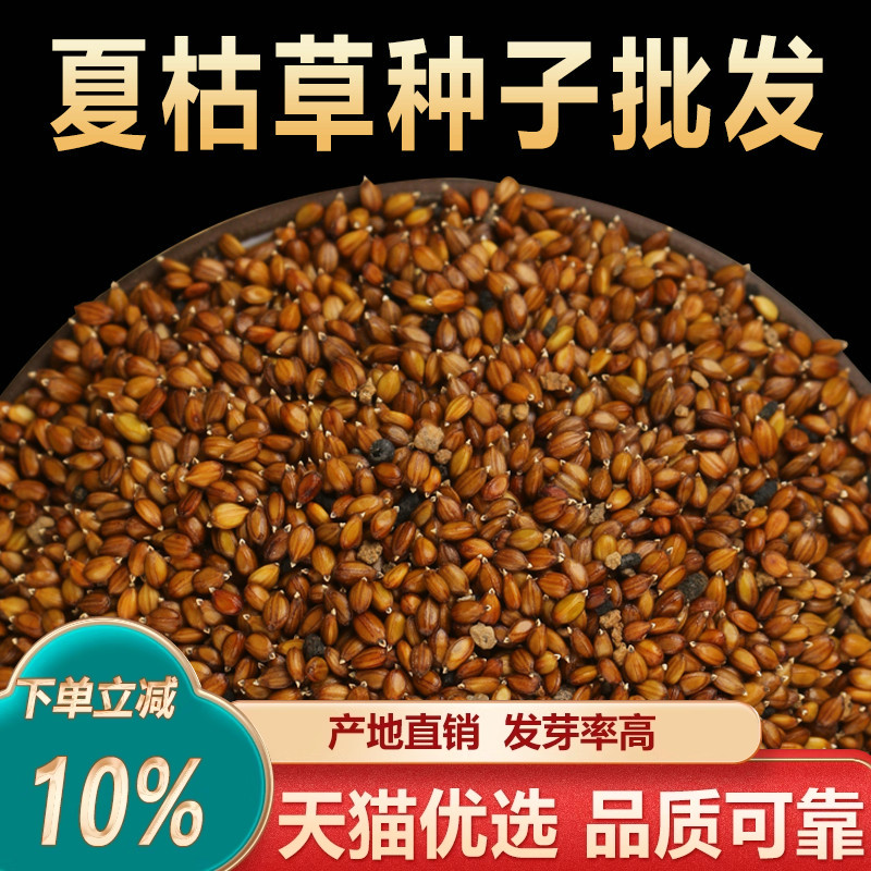 夏枯草种子中药材白毛夏枯草籽蒲公英夏枯草球可泡茶四季种植盆栽