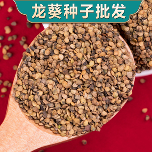 中药材龙葵籽龙葵种子龙葵水果盆栽龙葵菜新鲜野菜种植苗野生龙葵