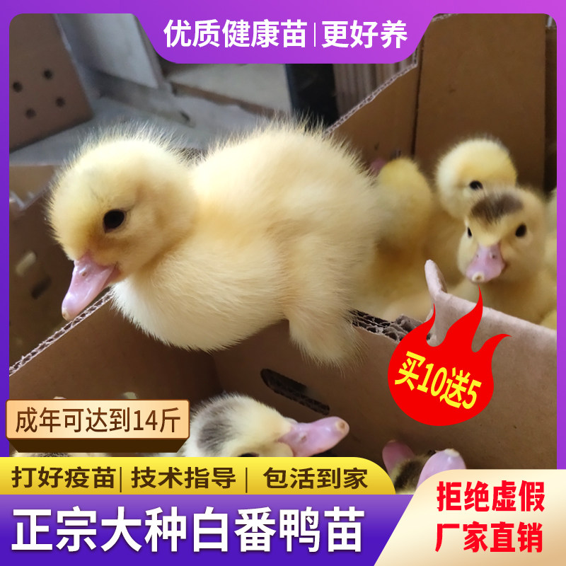黑番鸭苗正宗大种白番鸭活苗花番鸭火鸭西洋鸭旱鸭飞鸭活体包邮