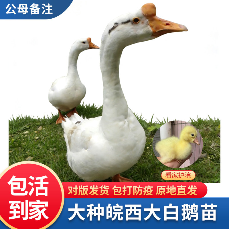 大白鹅活苗三花鹅皖西鹅产蛋鹅苗浦三鹅苗小鹅仔四季鹅苗包活到家图片