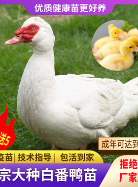 黑番鸭苗正宗大种白番鸭活苗花番鸭火鸭西洋鸭旱鸭飞鸭活体包邮