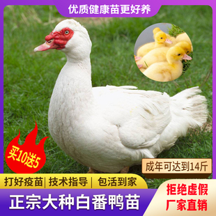 黑番鸭苗正宗大种白番鸭活苗花番鸭火鸭西洋鸭旱鸭飞鸭活体包邮
