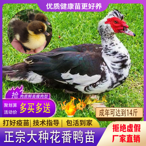 正宗大种鸭苗包活到家