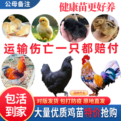 小鸡活苗三黄鸡土鸡苗产蛋鸡苗麻鸡五黑鸡草鸡小鸡仔包活到家