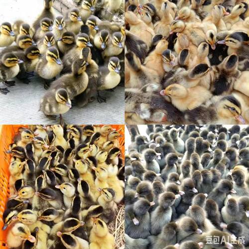 正宗产蛋鸭苗肉鸭好养好喂