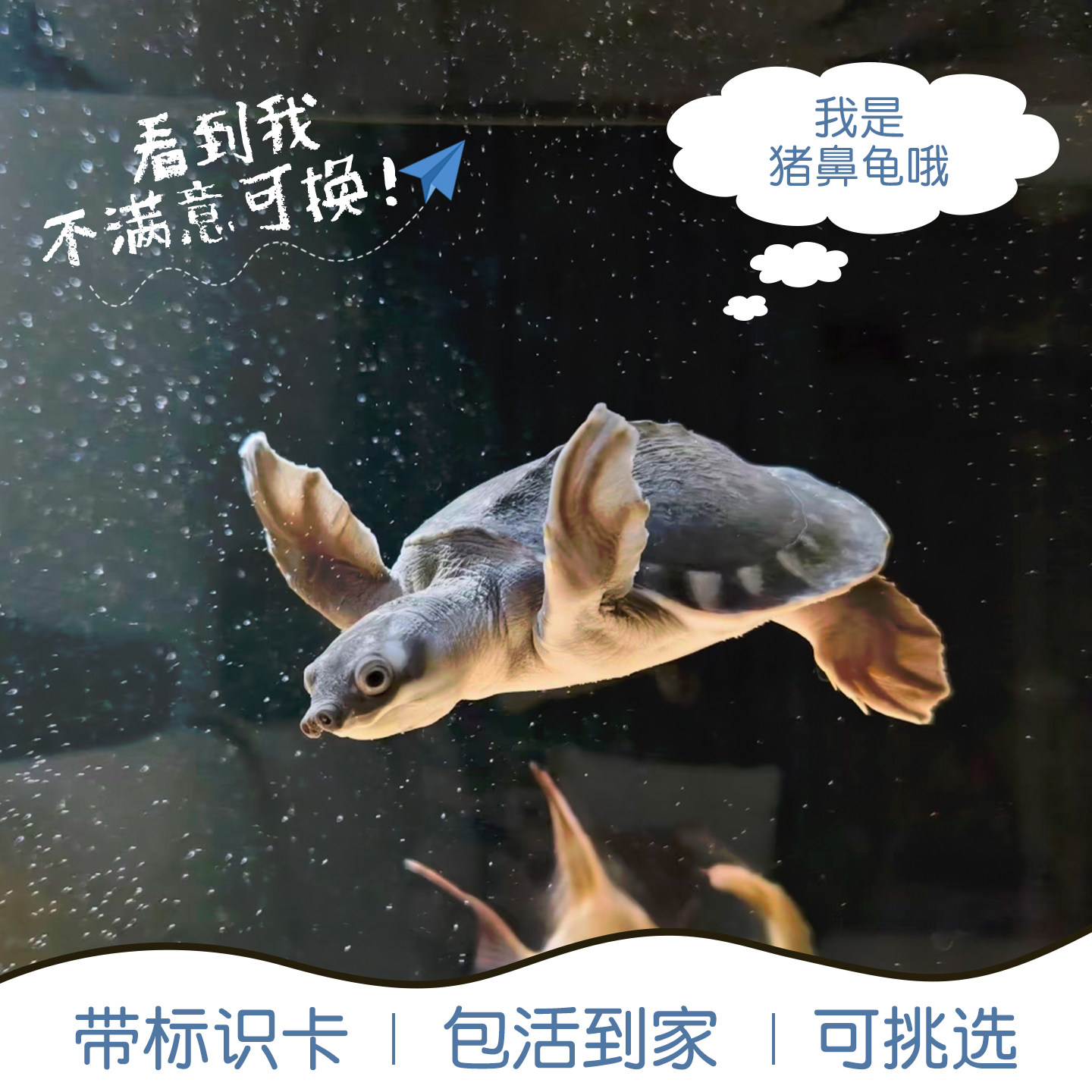 人工猪鼻龟活体深水龟观赏乌龟