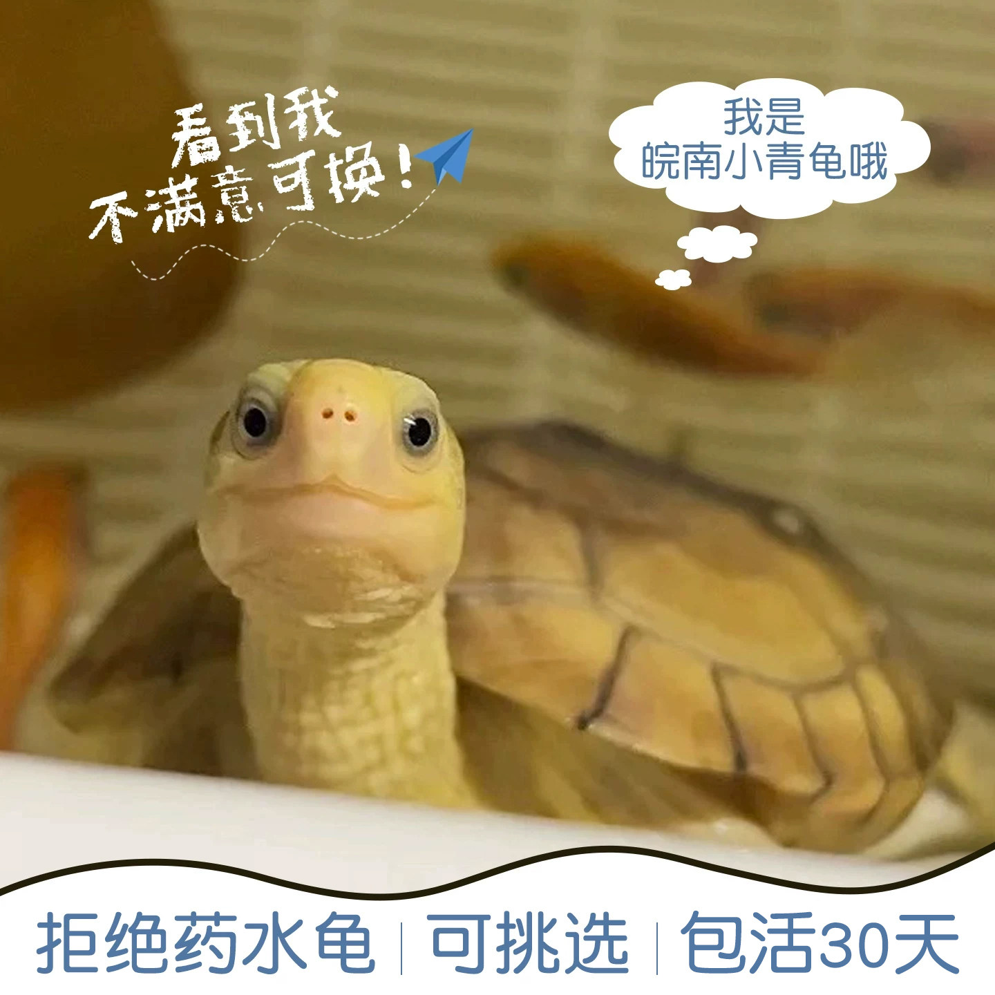小青皖南龟乌龟活物金钱龟苗观赏黄喉拟水龟三黄可挑选外池饲养