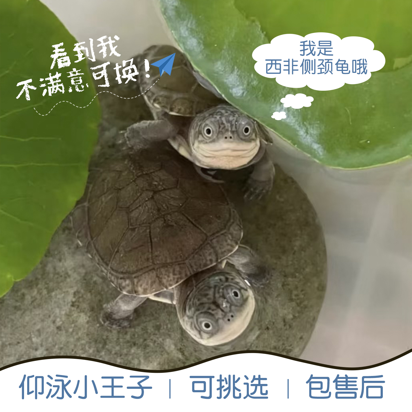 西非侧颈龟苗宠物活体沼泽侧颈深水蛋龟仰泳龟热带网红造景小乌龟