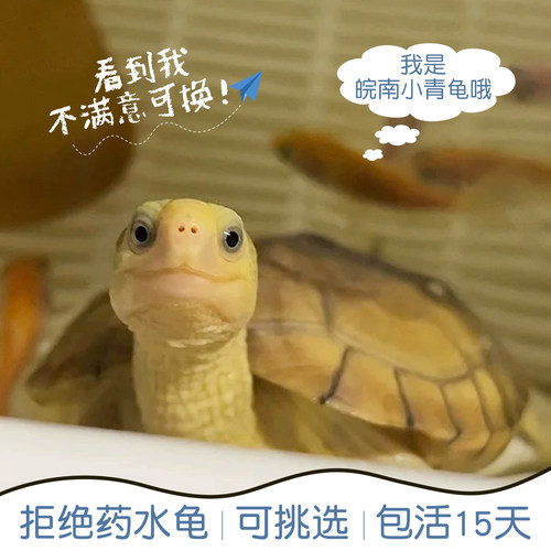 小青皖南龟乌龟活物金钱龟苗观赏黄喉拟水龟三黄可挑选外池饲养