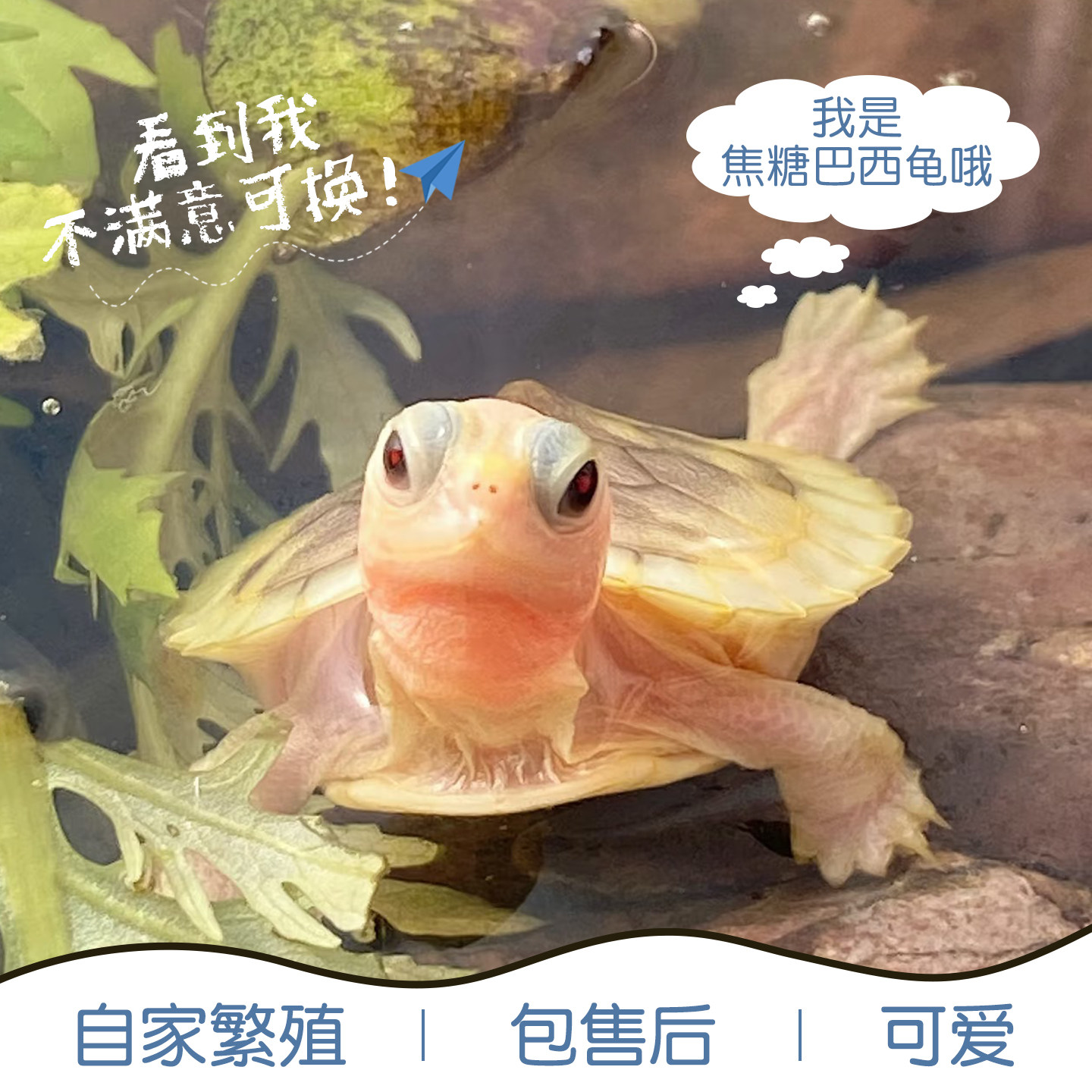 焦糖果冻巴西龟白化小乌龟观赏龟深水乌龟网红招财龟乌龟活体可选