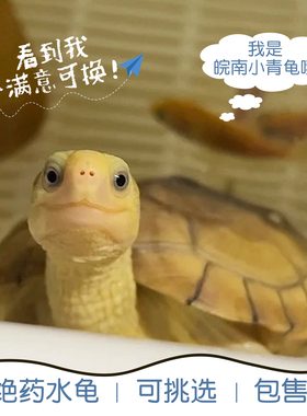 小青皖南龟乌龟活物金钱龟苗观赏黄喉拟水龟三黄可挑选外池饲养