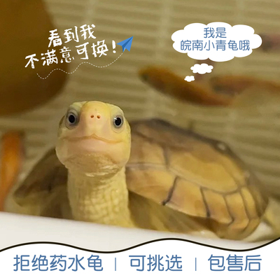 小青皖南龟乌龟活物金钱龟苗观赏黄喉拟水龟三黄可挑选外池饲养