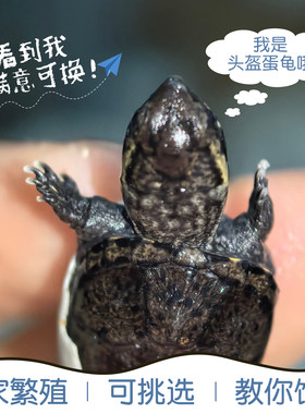 头盔蛋龟迷你活体宠物头盔龟苗