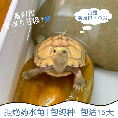小青皖南龟纯种黄喉拟水乌龟活物