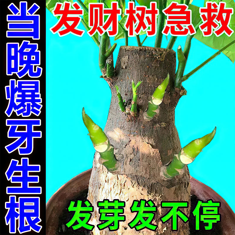 发财树快速生根液防黄叶枯叶烂根花卉树木促长强力复活剂营养液