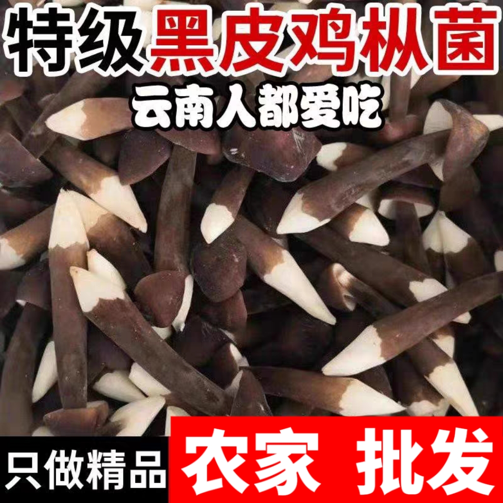 优质云南特产新鲜黑皮鸡枞菌现采现发鲜嫩脆火锅煲汤炒菜饭店下饭