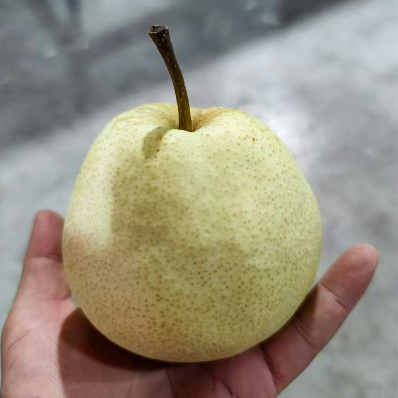 陕西贡梨2斤150g+