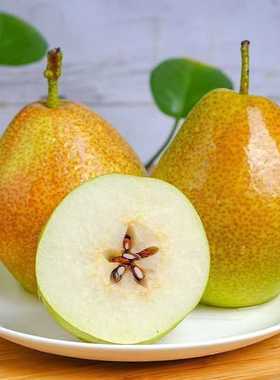 红香酥梨2斤单果100g+ 新鲜采摘