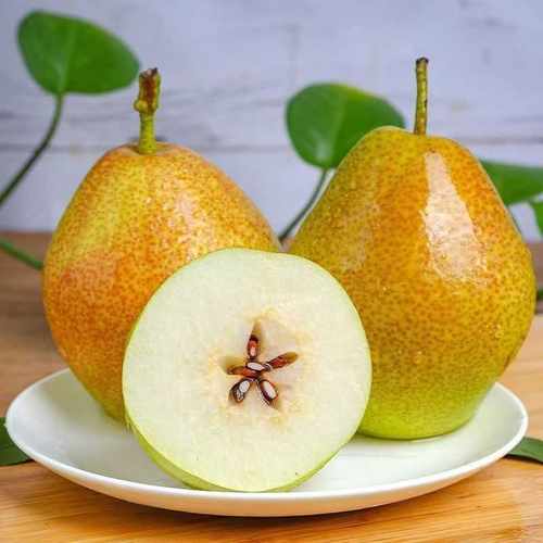 红香酥梨2斤单果100g+ 新鲜采摘
