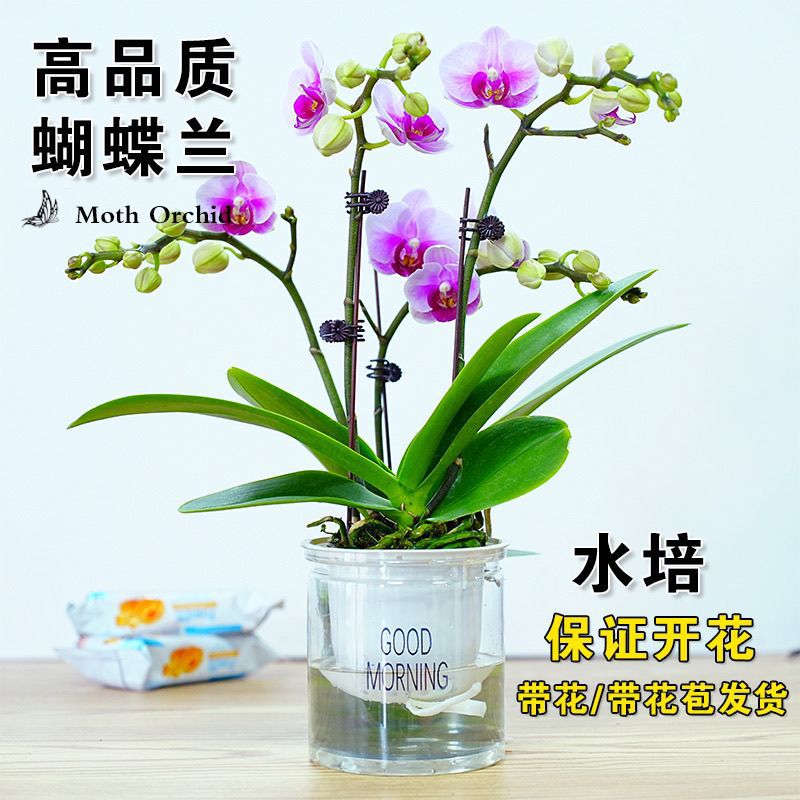 带苞蝴蝶兰水培懒人好养净化空气