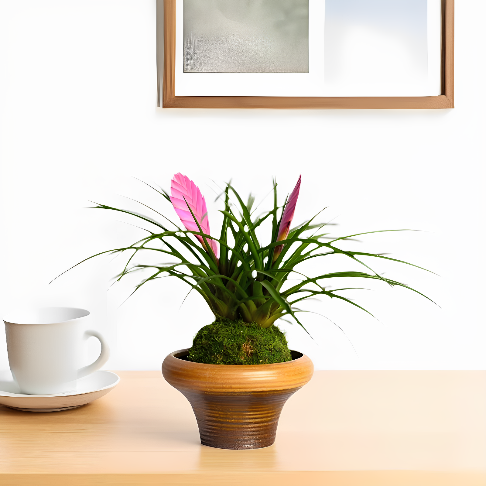 希希绿植  铁兰苔藓球/双头铁兰水培植物办公室内客厅桌面四季